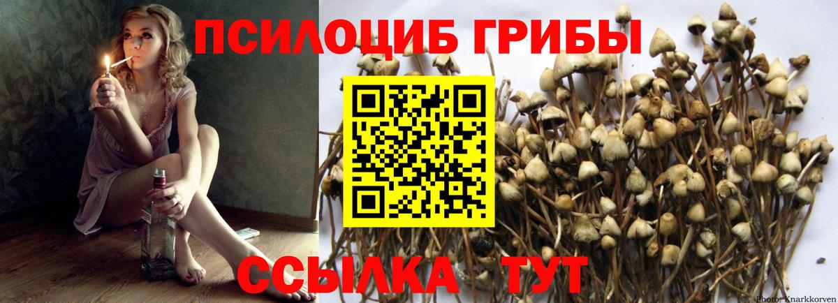 Псилоцибиновые грибы прущие грибы Балтийск